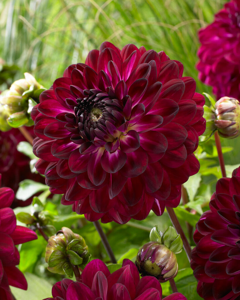 Dahlia Dekorativ Blue Bird 1-pack